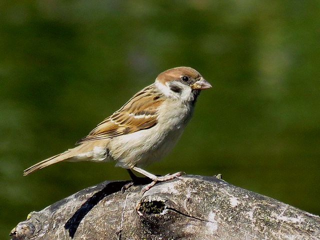 Moineau friquet, passer montanus