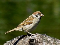 Moineau friquet, passer montanus