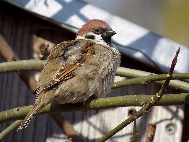 Moineau friquet passer montanus