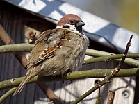 Moineau friquet