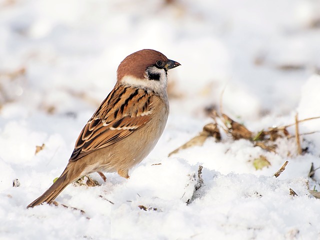 Moineau friquet dans la neige