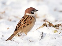 Moineau friquet en hiver