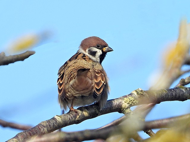 Moineau friquet au Val-de-Ruz