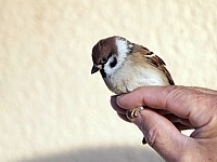 Moineau friquet bagué