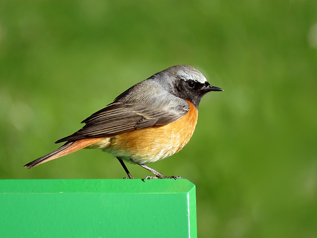 Rougequeue  front blanc,  phoenicurus phoenicurus