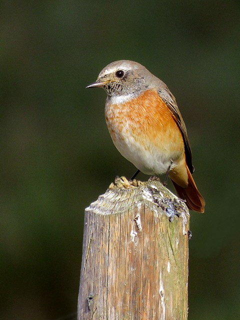 Rougequeue à front blanc, phoenicurus phoenicurus
