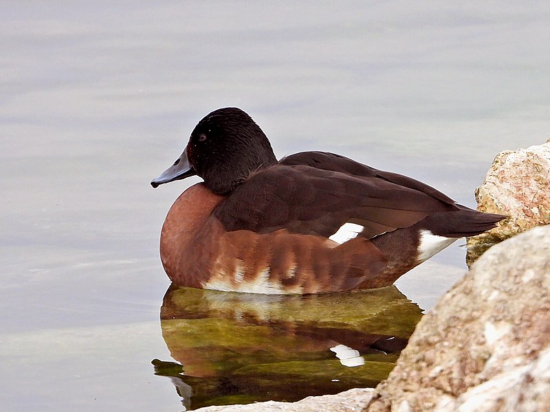 Fuligule de Baer, aythya baeri