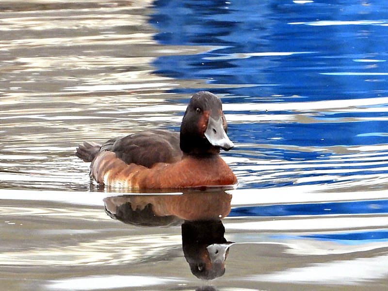 Fuligule de Baer, aythya baeri