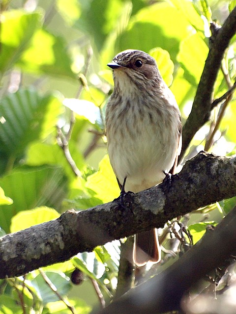 Gobemouche gris, muscicapa striata