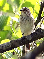 Gobemouche gris, muscicapa striata