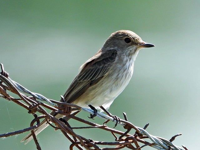 Gobemouche gris, muscicapa striata