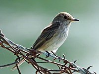 Gobemouche gris, muscicapa striata