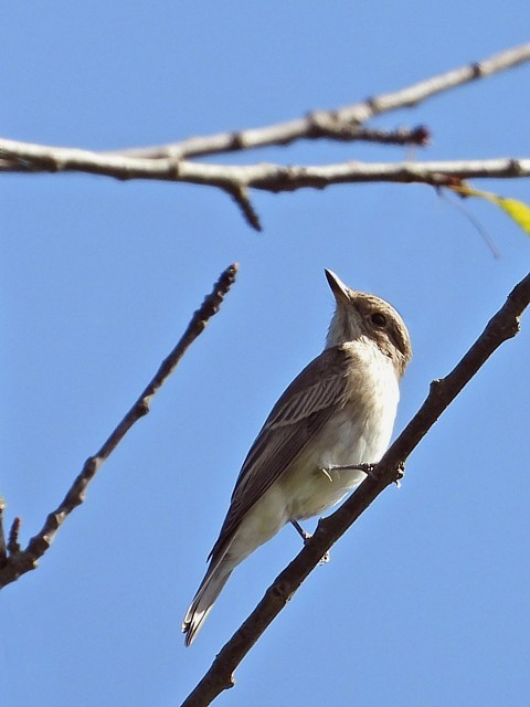 Gobemouche gris, muscicapa striata