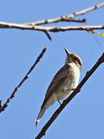 Gobemouche gris, muscicapa striata