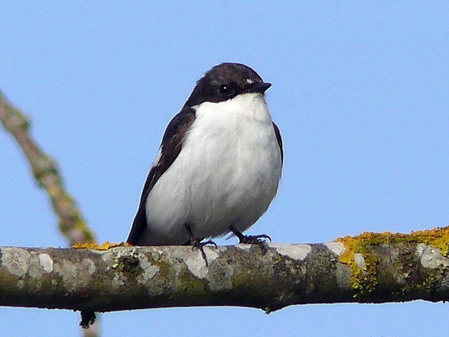 Gobemouche noir,  ficedula hypoleuca