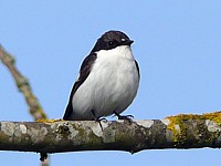 Gobemouche noir, ficedula hypoleuca