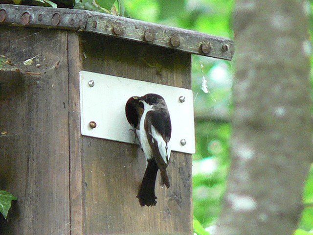 Gobemouche noir au nichoir