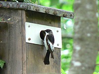 Gobemouche noir devant son nichoir
