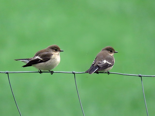 Gobemouche noir en plumage d'hiver
