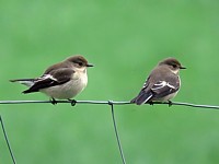 Ficedula hypoleuca