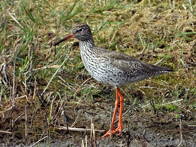 Chevaliers gambette, tringa totanus