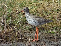 Chevaliers gambette, tringa totanus