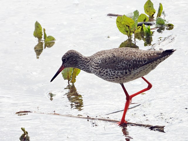 Chevalier gambette, tringa totanus