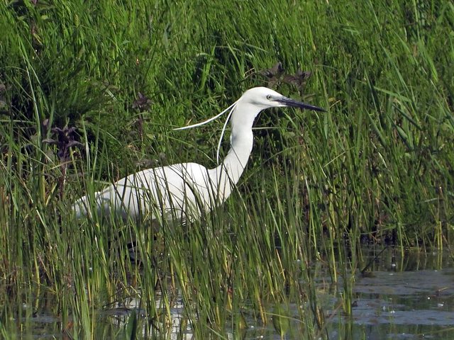 Aigrette garzette, egretta garzetta