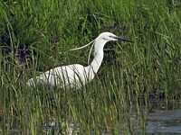 Aigrette garzette, egretta garzetta