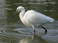 egretta garzetta