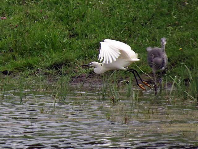 Aigrette garzette