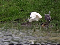 Aigrette garzette en envol