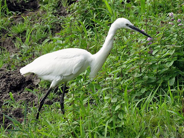 Aigrette garzette, egretta garzetta