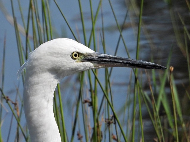 Portrait de garzette