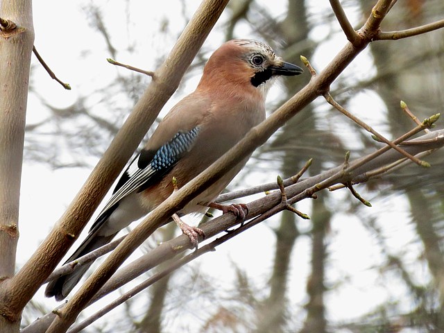 Geai des chênes, garrulus glandarius