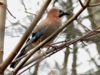 Geai des chênes, garrulus glandarius