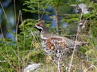 Gélinotte des bois, bonasia bonasia