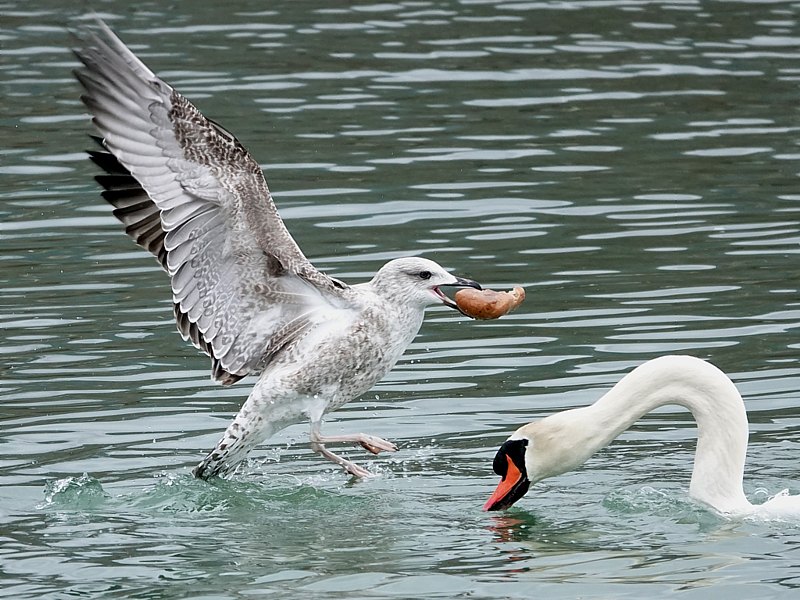 Go�land leucoph�e chapardant du pain
