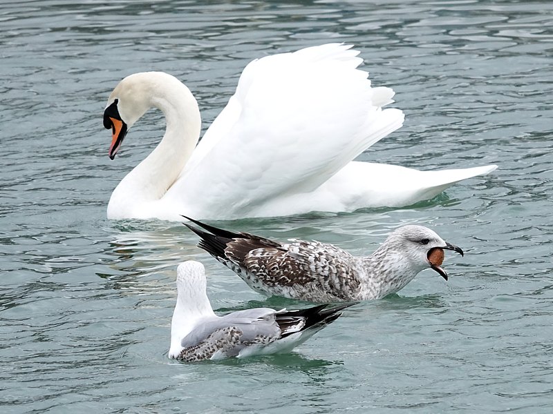 Go�land leucoph�e avalant du pain