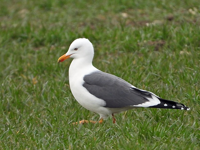 Goéland brun, larus fuscus