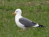 Goéland brun, larus fuscus