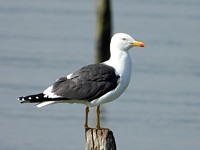 Goéland brun, larus fuscus