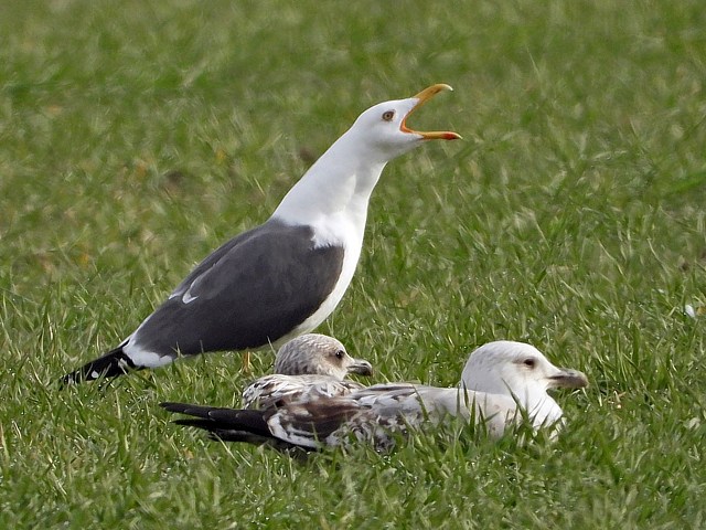 Goland brun, larus fuscus