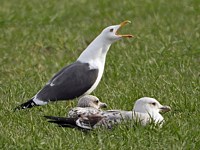 Goéland brun, larus fuscus