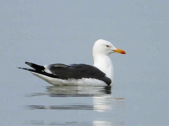 Goéland brun, larus fuscus