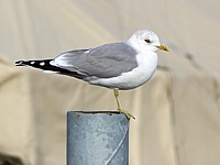 Goéland cendré, larus canus