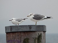 Goéland cendré et mouette rieuse