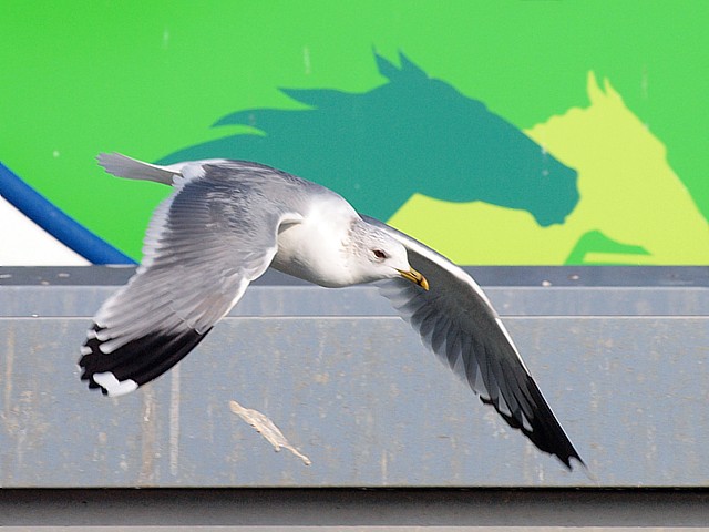 Goland cendr en vol - larus canus