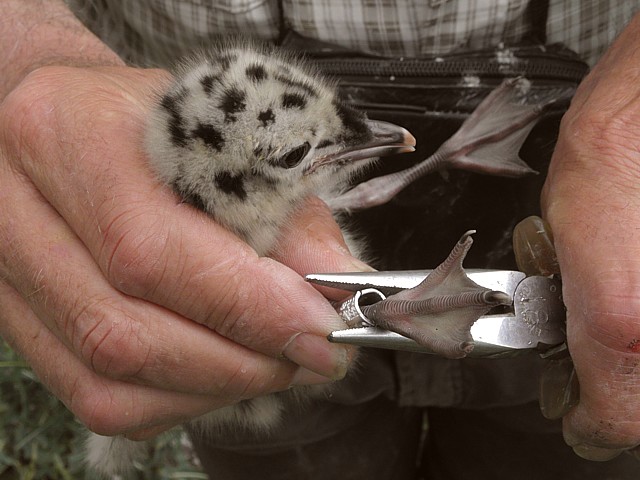Baguage d'un poussin goéland cendré