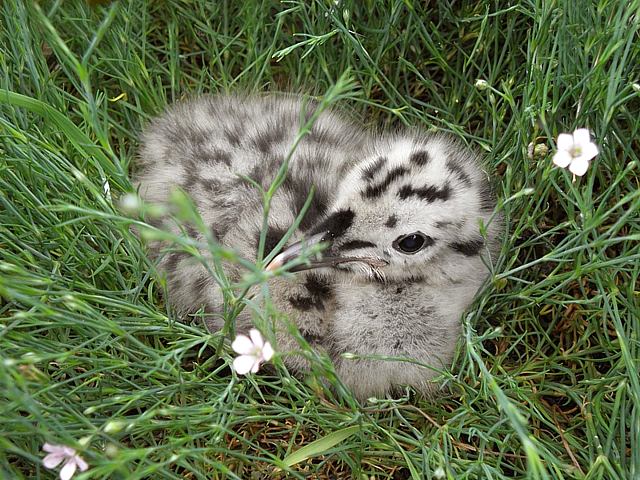 Poussin goland cendr, larus canus